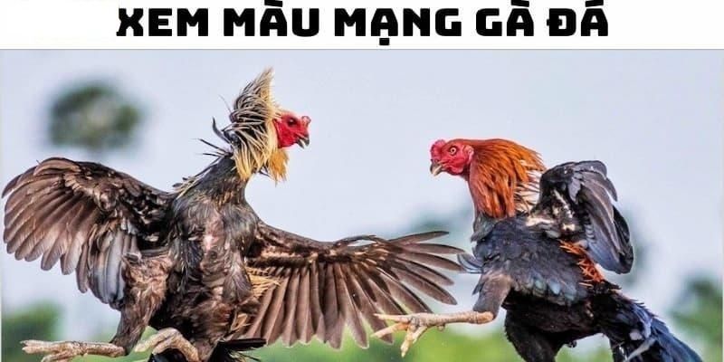 Màu Mạng Gà Đá - Cách Xem Cực Chuẩn Bởi Chuyên Gia 78WIN 4 Màu mạng hành Mộc trong chọi gà