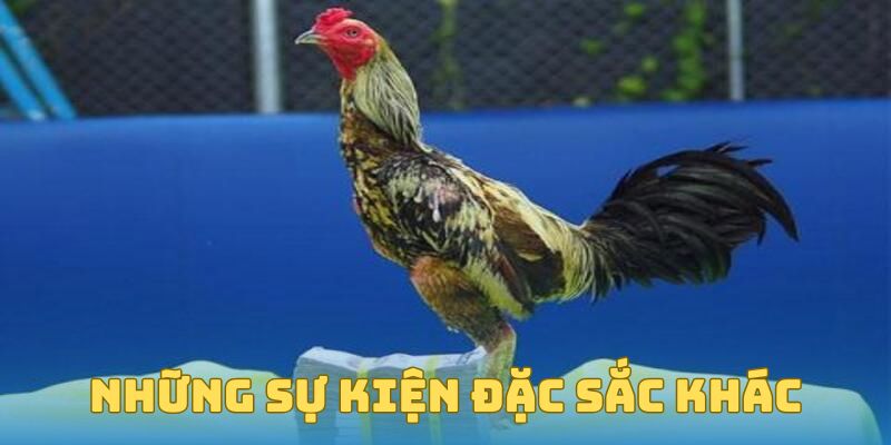 Trận Đá Gà 24 Tỷ - Bí Ẩn, Sự Thật Và Những Điều Cần Biết 4 Những sự kiện đặc sắc khác